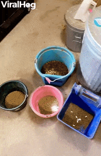 Owen Knows When Its Breakfast Time GIF by ViralHog