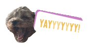 Dog Yes Sticker by theinstagramexpert