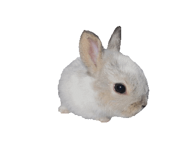 Bunny Rabbit Sticker