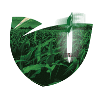 Sementes Sticker by Agro Bayer