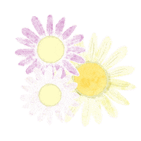 sorairo87 flower かわいい 花 margaret Sticker