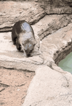 River Otter Running GIF by John Ball Zoo
