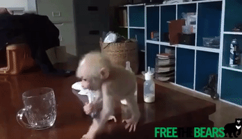Infant Stump-Tailed Macaque Receives Much Needed TLC From Animal Rescue