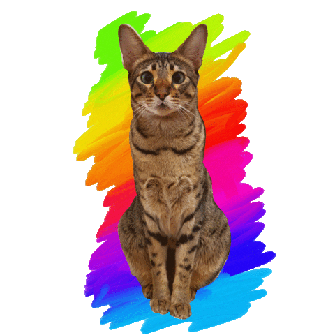 Cat Kitty Sticker by Lieblings-Stück