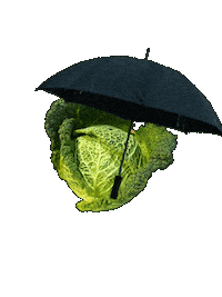 Rain Raining Sticker