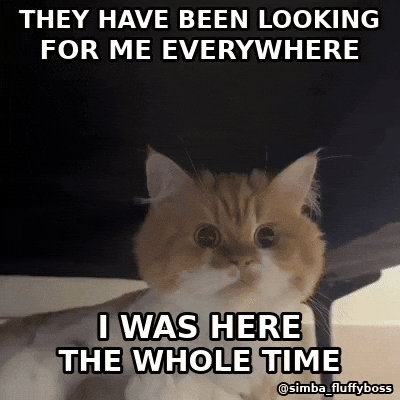 simbafluffyboss reaction gif funny cat funny animals cat meme GIF