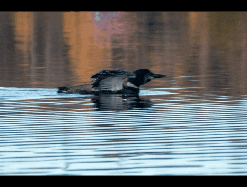 livetravelteach giphygifmaker animals nature animal GIF
