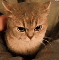 Ky Angry Cat GIF