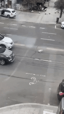 cuteanimalland giphyupload GIF