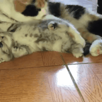 mum GIF