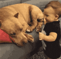 dog kissing GIF