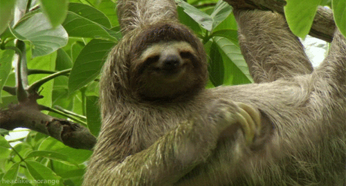 Sloth Hanging GIF