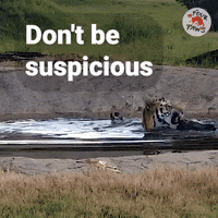 Suspicious Wood GIF by FOUR PAWS