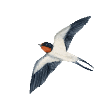 Bird Flying Sticker