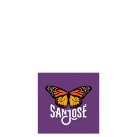 sjculture music record sj san jose Sticker