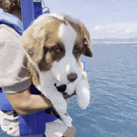 Flying Dog GIF