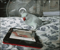 Parrot Dancing GIF by MOODMAN