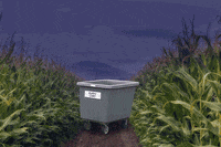 Halloween Kittens GIF by Nebraska Humane Society