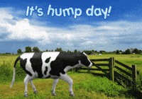 Cows Expressions GIF