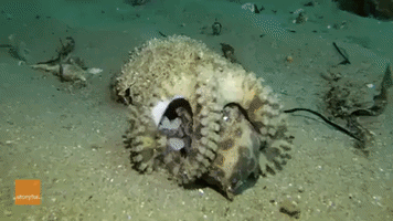 Blue-Ringed Octopus Protects Its Eggs