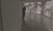 Florida Wind GIF by GIPHY News