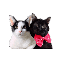 Cute Cats Charlie Bear Sticker