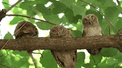Rice University Owls GIF by RiceAdmission