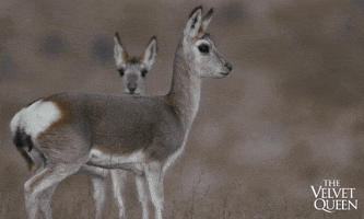 Wildlife Deer GIF by Madman Films