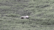 rolling grizzly bears GIF