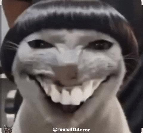 Cats Smiling Cat GIF