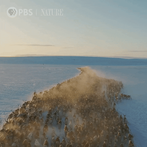 Pbs Nature Animales GIF by Nature on PBS