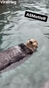 Otter Claps and Taps for Clams