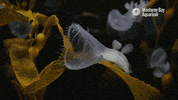montereybayaquarium yell yawn gasp monterey bay aquarium GIF