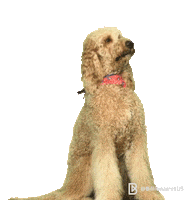 Happy Question Mark Sticker by Billionaires Group