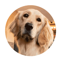 Champs Workingdogs Sticker by UW Health