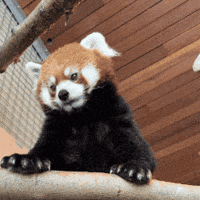 Red Panda Funny Animals GIF by Valley Zoo Development Society