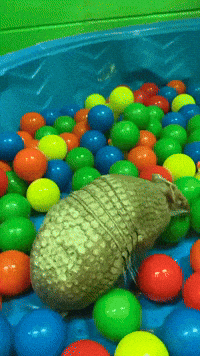 Excited Armadillo GIF by Valley Zoo Development Society