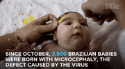 zika virus news GIF