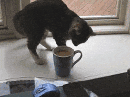 cup of coffee cat GIF