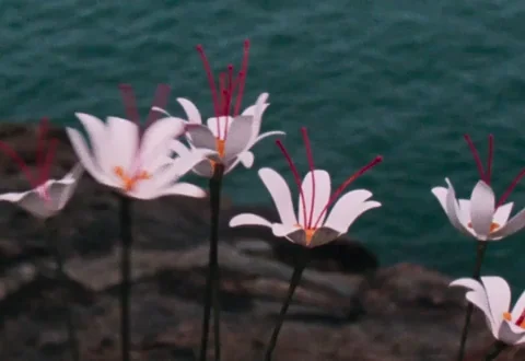 Infected Lillies - GIPHY Clips