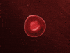 Frame By Frame Animation GIF by David Urbinati