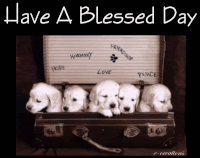 soblessed GIF