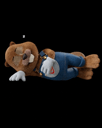 colchaocastor sleep bed zzz dormir GIF