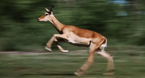 impala antelope GIF