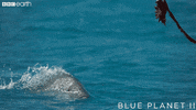 eat blue planet GIF by BBC Earth