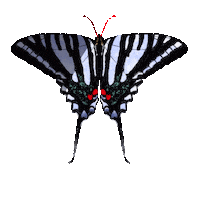 rikkipaepke fly butterfly wings bug Sticker