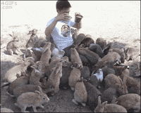 Dark Souls Rabbits GIF