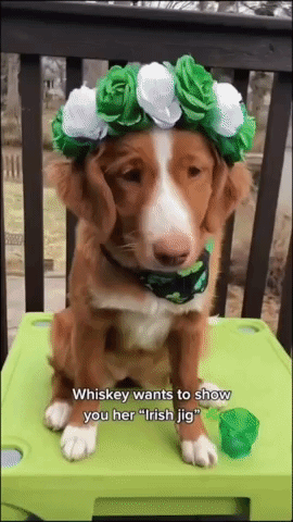 Dog Celebrates St Patrick's Day With 'Irish Jig'