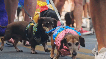 'Wienerpalooza': Dozens of Dachshunds Parade Through Key West
