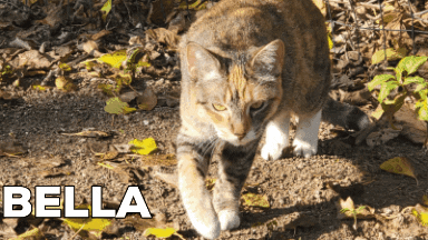 vladyslavt giphygifmaker giphygifmakermobile bellakitty81 GIF